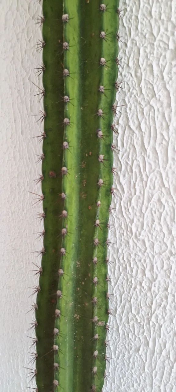 Cacto cereus azureus 2,5 metros - Foto 2