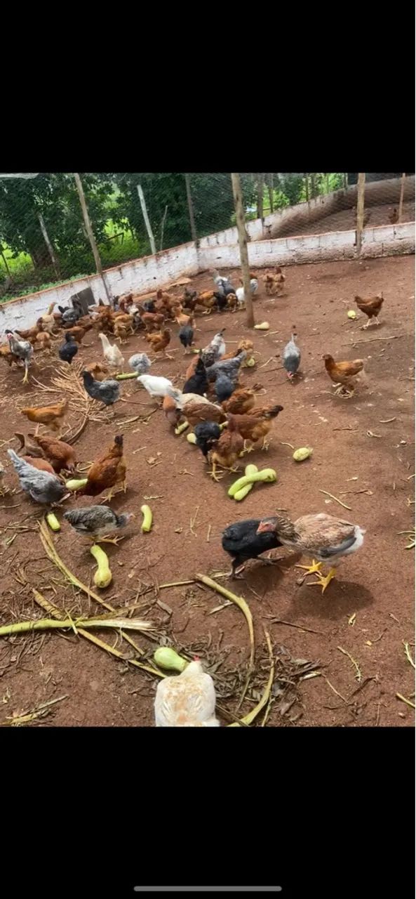 Frangos Caipiras - R$ 30,00 cada - Foto 2