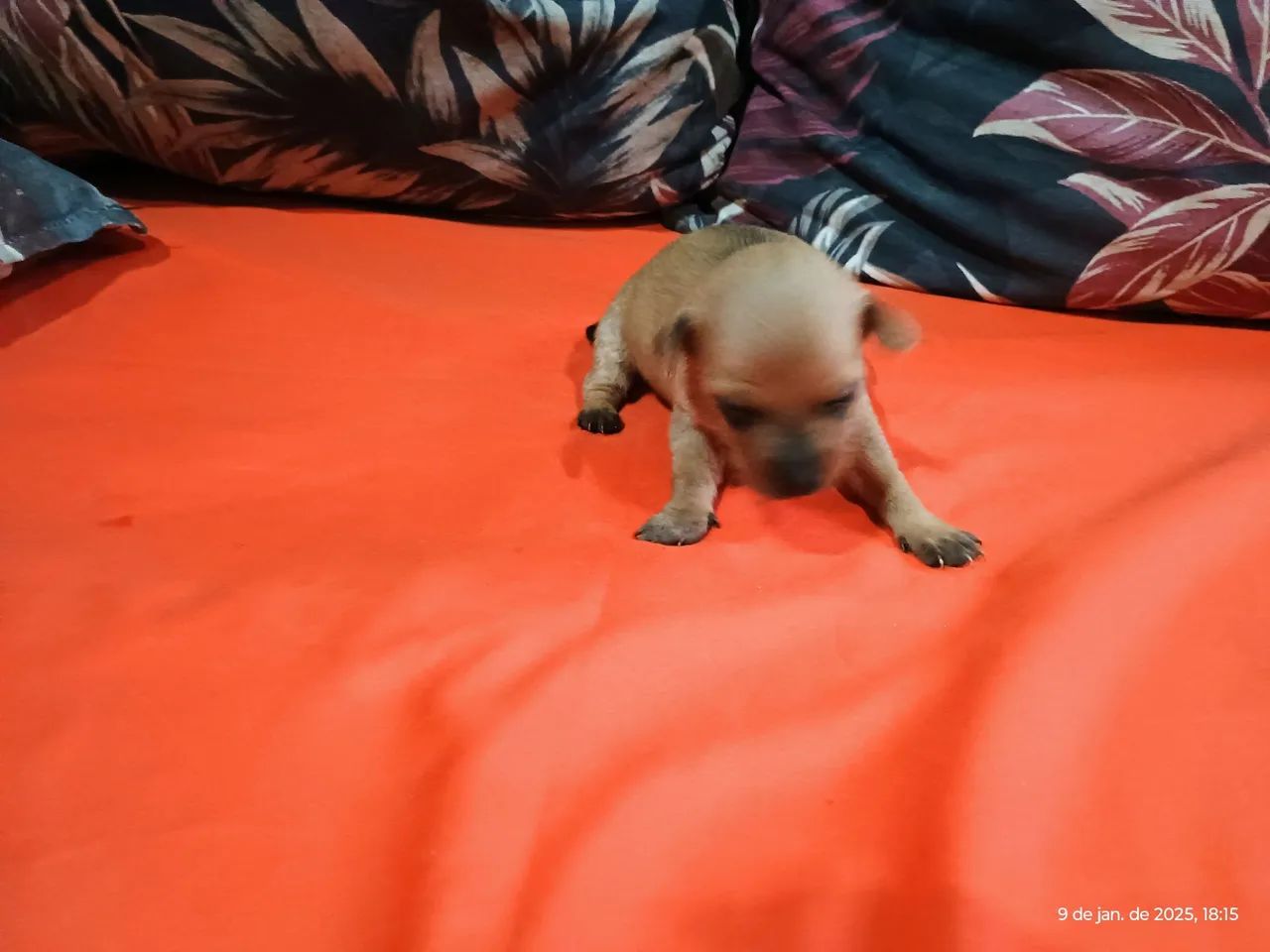 Filhotes de Pinscher N01  - Foto 4