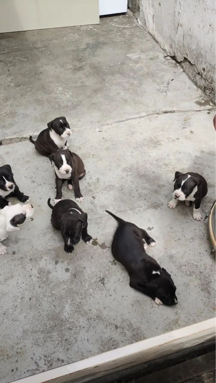 Filhotes de Pitbull