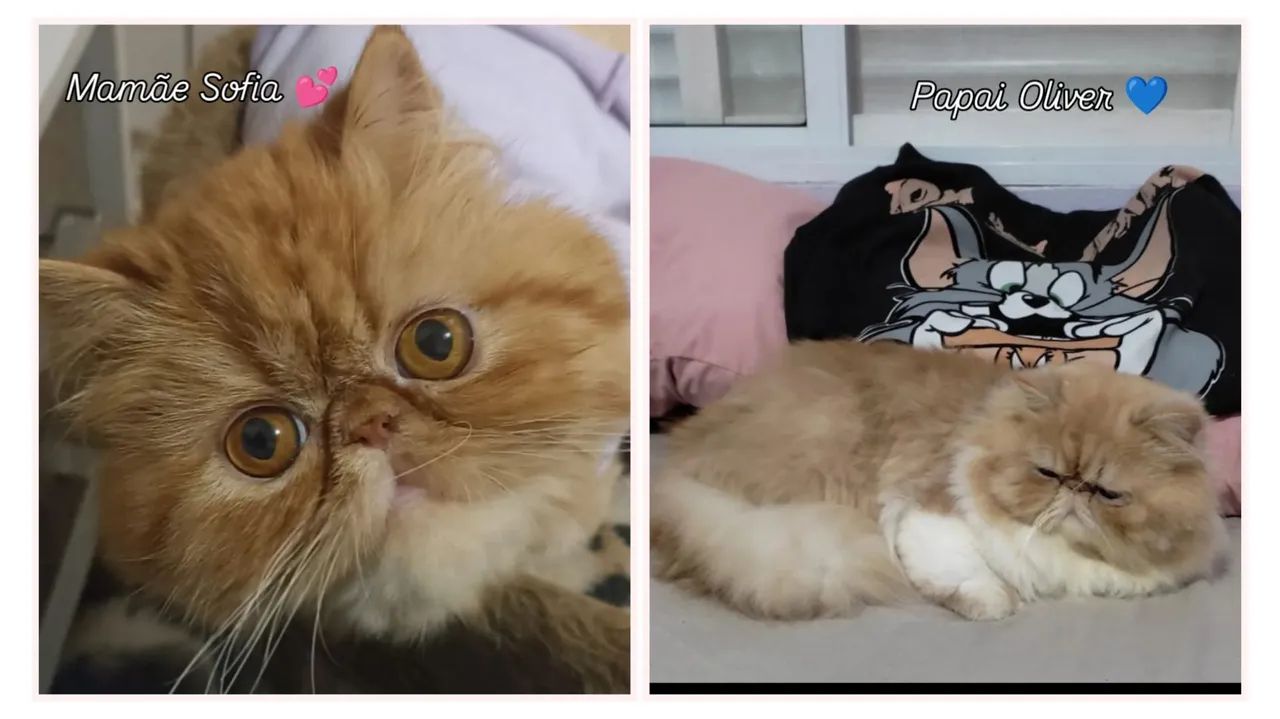 Gato Persa Fêmea - Canoas/RS - Foto 6