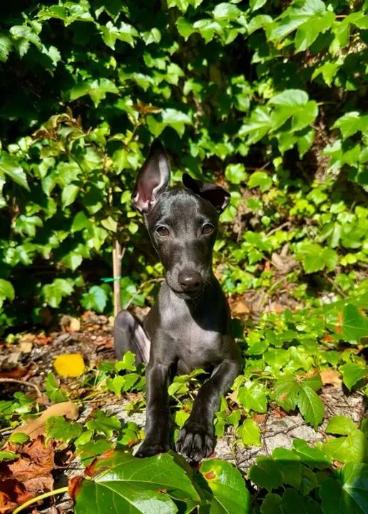 Galgo Italiano Filhotes Fofos na Cor Preto - Foto 2