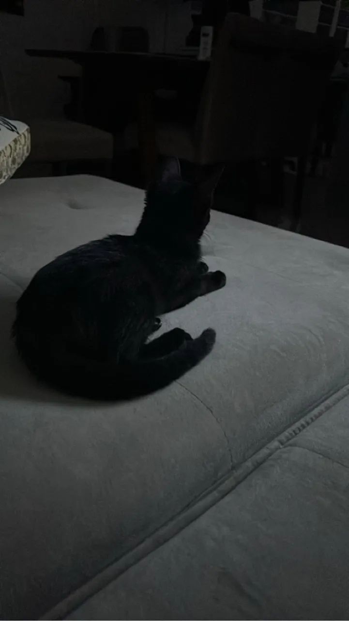 Gatinha preta CASTRAÇÃO GARANTIDA  - Foto 2