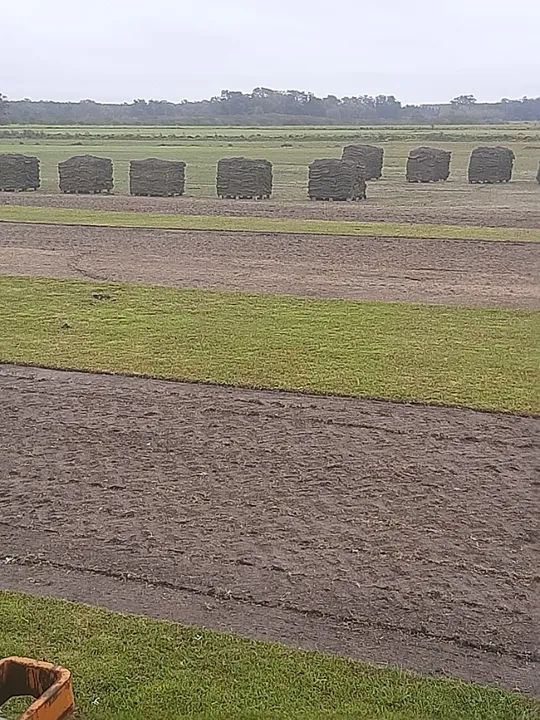 GRAMA ESMERALDAS DE SEGUNDA NO PALETE - Foto 2