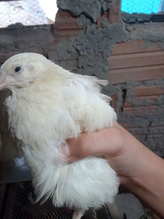 Codorna machos gigante  - Foto 2