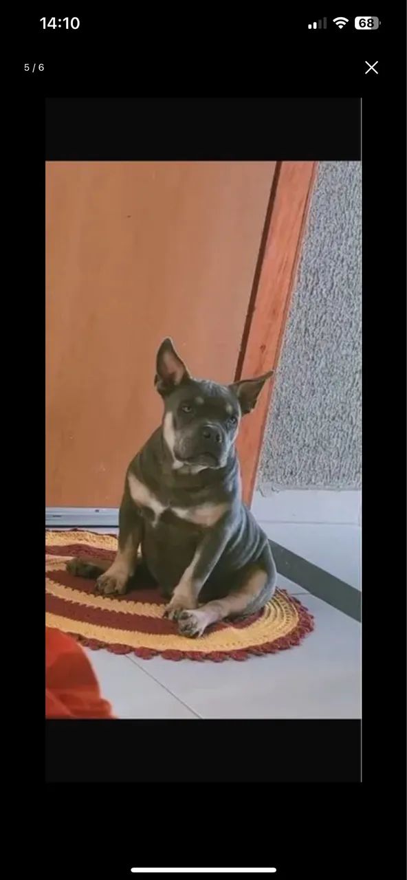 Animais