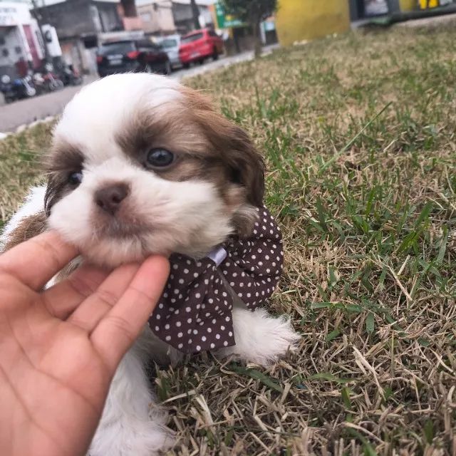 Macho de Shitzu ótimo padrão da ração 