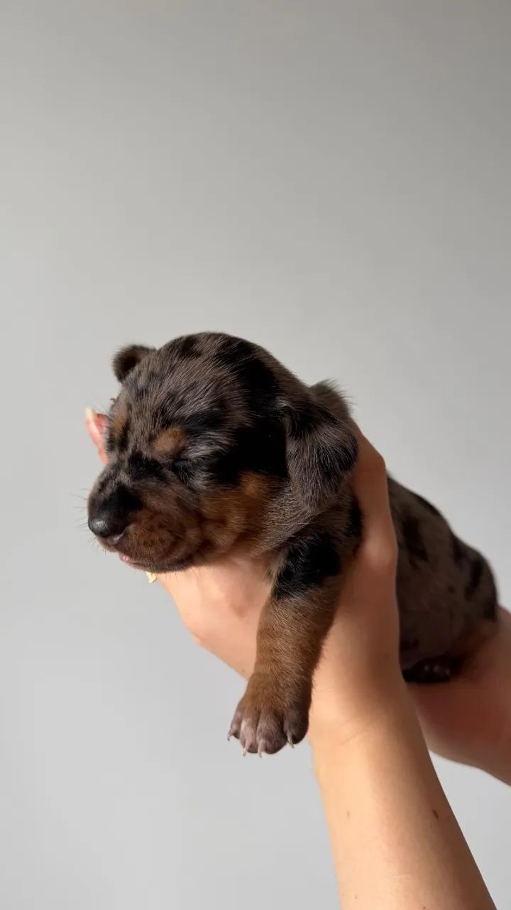 Dachshund Arlequim - Foto 3
