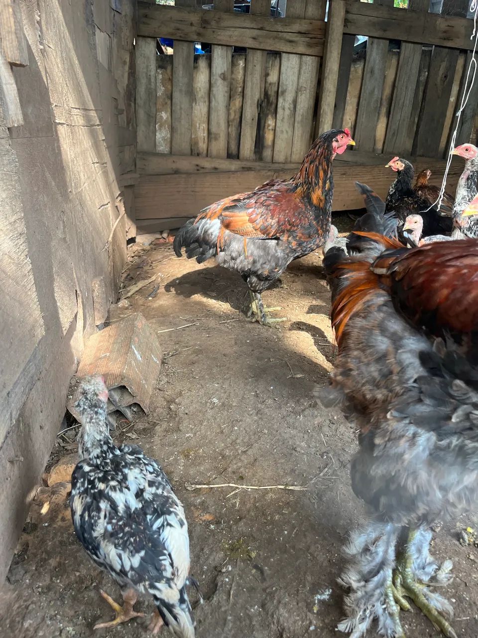 Frangos e frangas caipira 