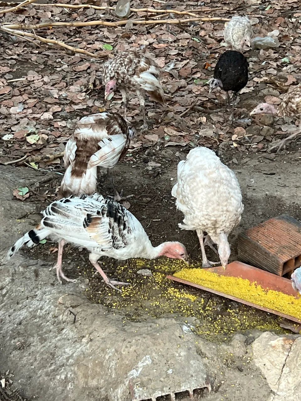 Peru novos  - Foto 4