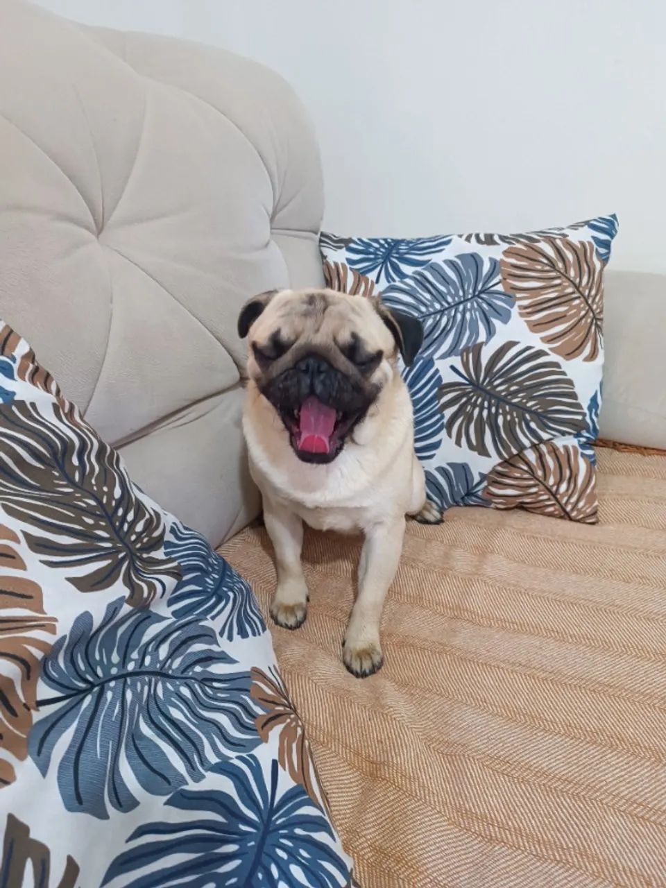 Lindo Pug Macho! - Foto 4