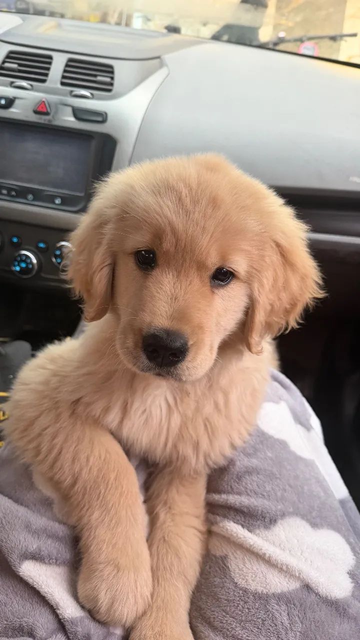 Cachorro  - Foto 2