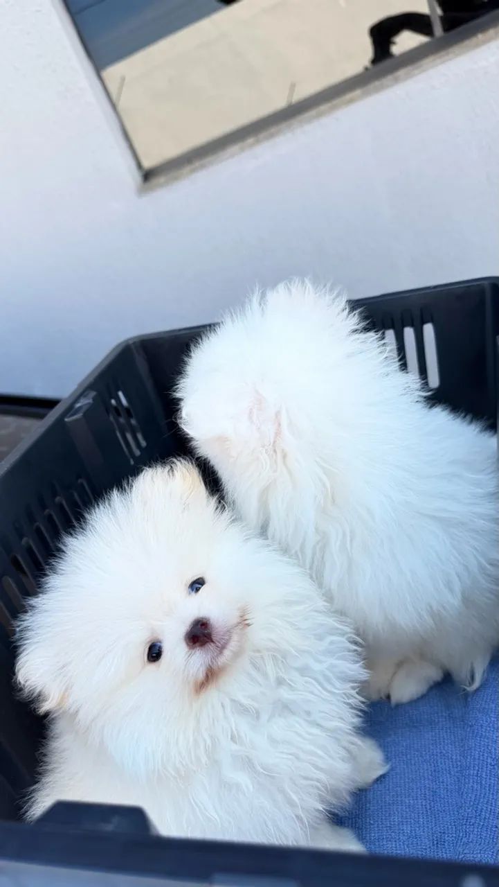 Spitz alemão  - Foto 2