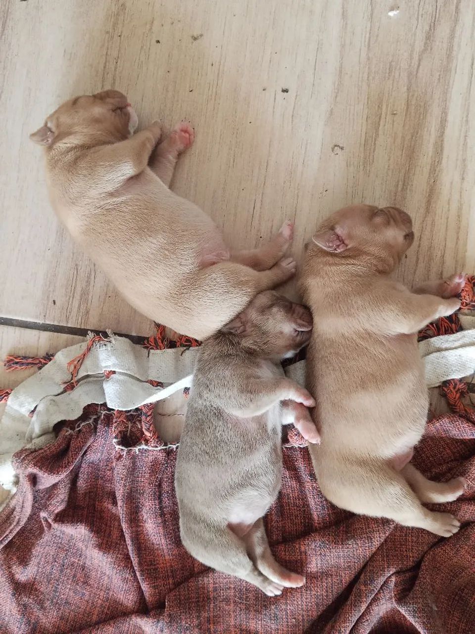 Cachorro