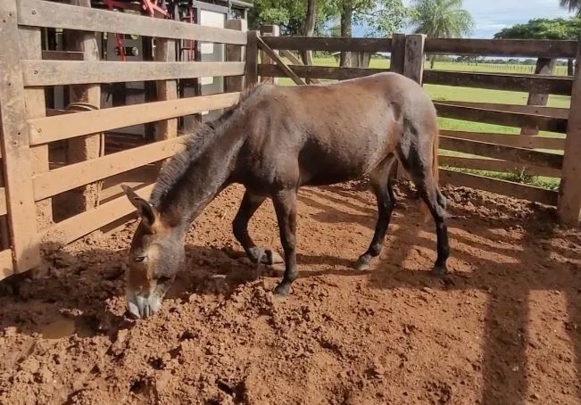 Vende-se burro para serviço - Foto 3