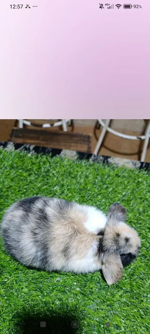 Mini Coelhos  - Foto 2