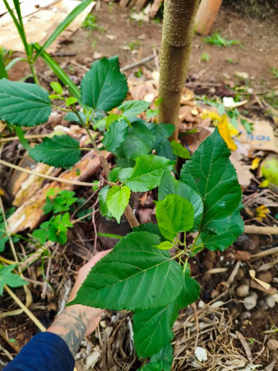 Muda de amora - Foto 4