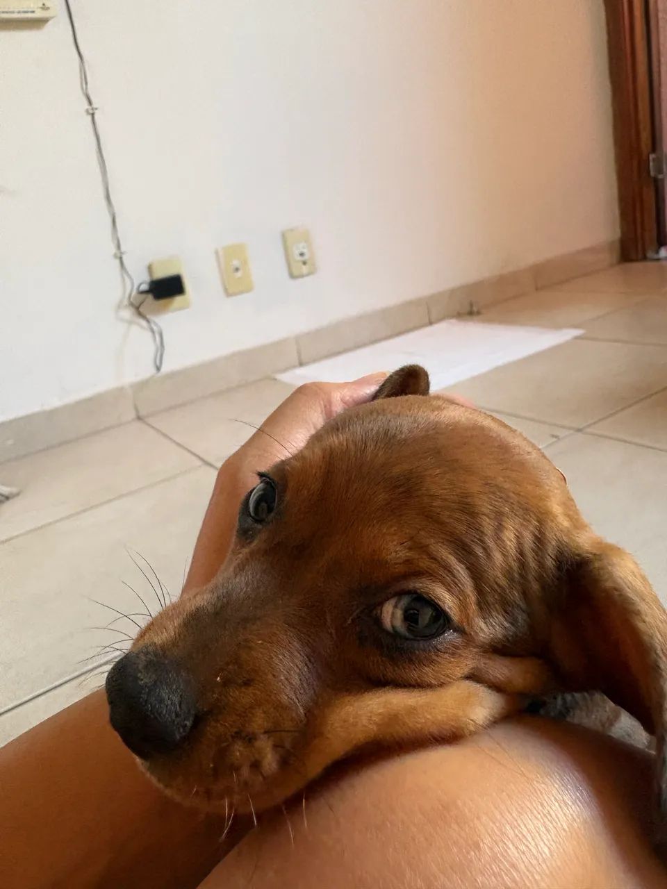 FILHOTE DE DACHSHUND - Foto 2
