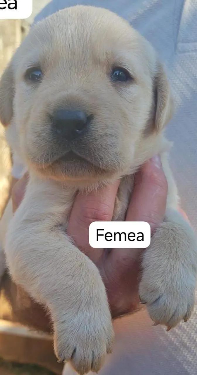 Labrador filhote - Foto 5