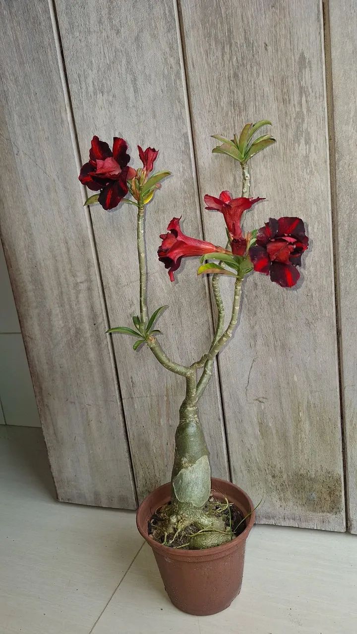 Rosa do deserto Coca-cola - Foto 4