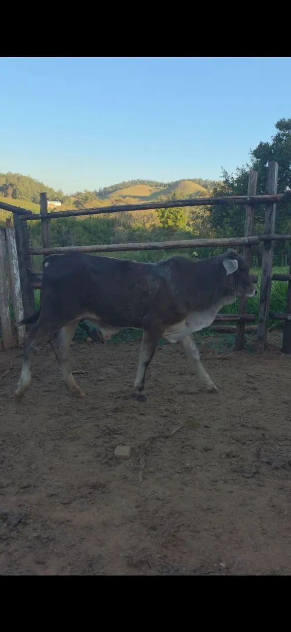 Bezerro Cruzamento 