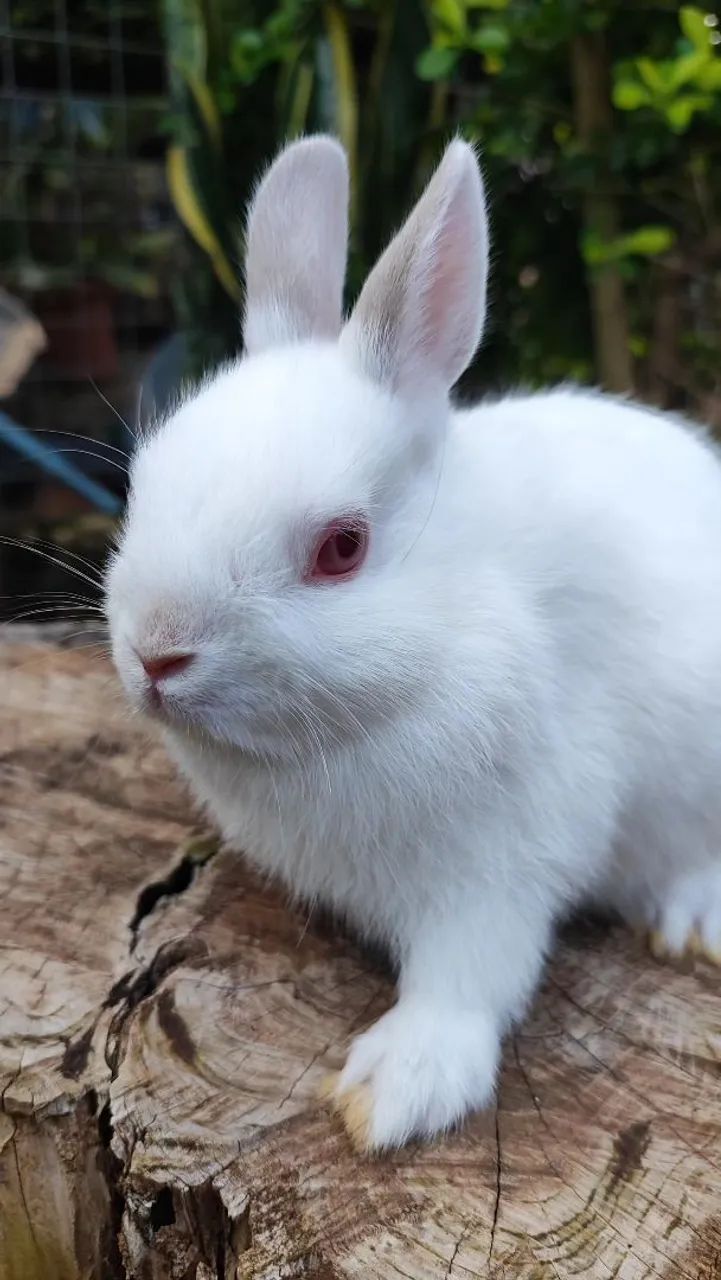 Coelho Netherland Dwarf Himalaio  - Foto 2