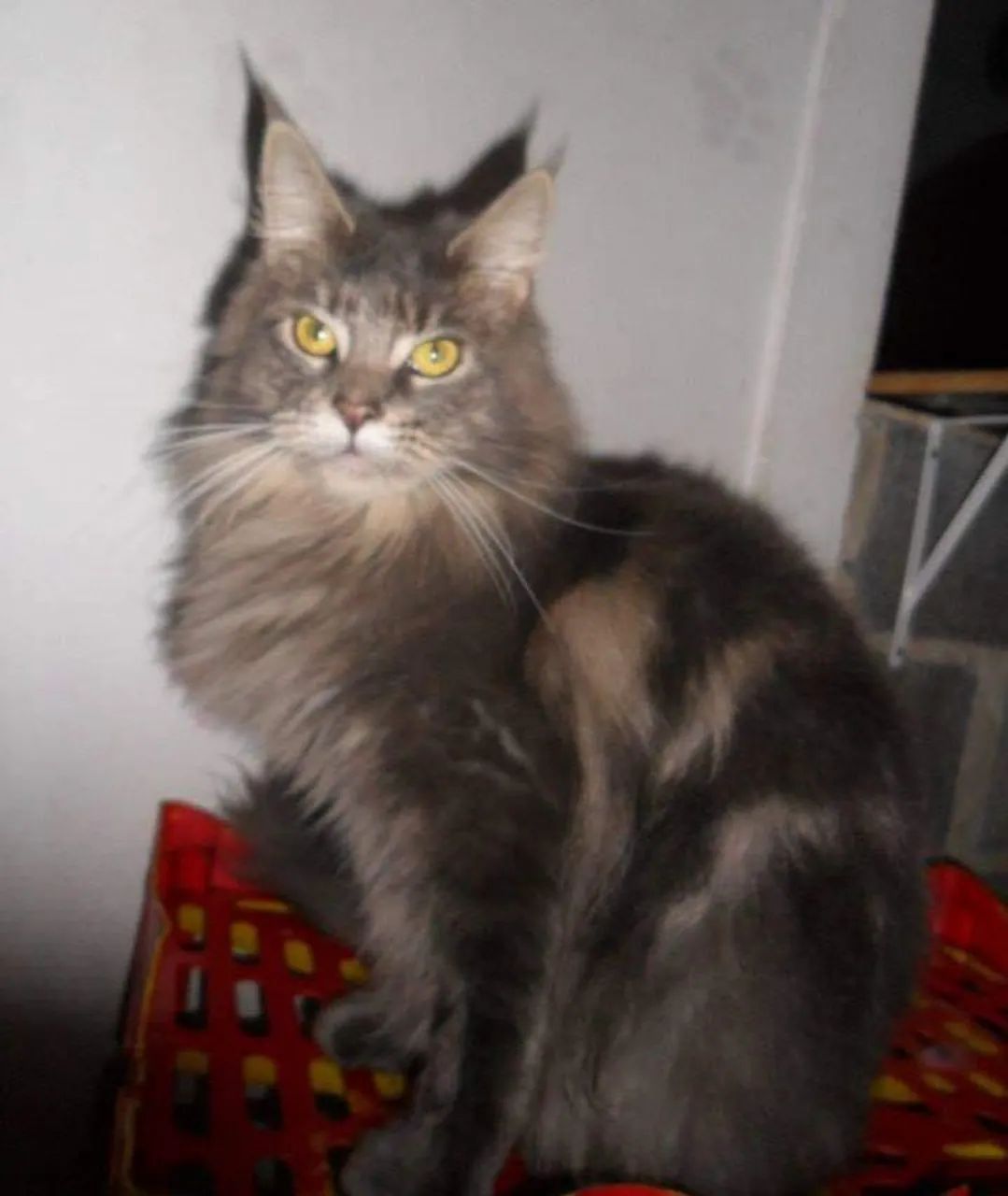 Gato gigante  - Foto 2