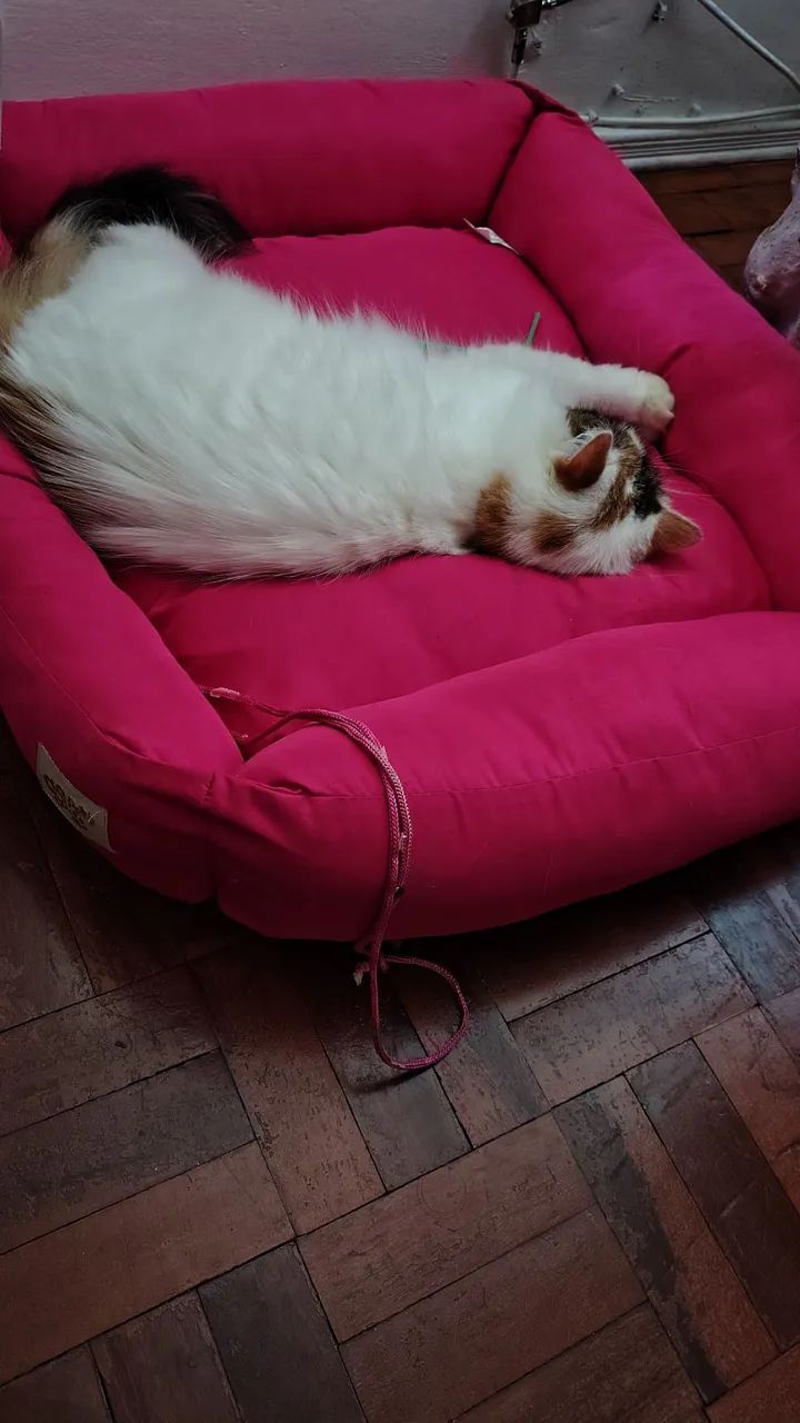 Doação de gato  - Foto 2
