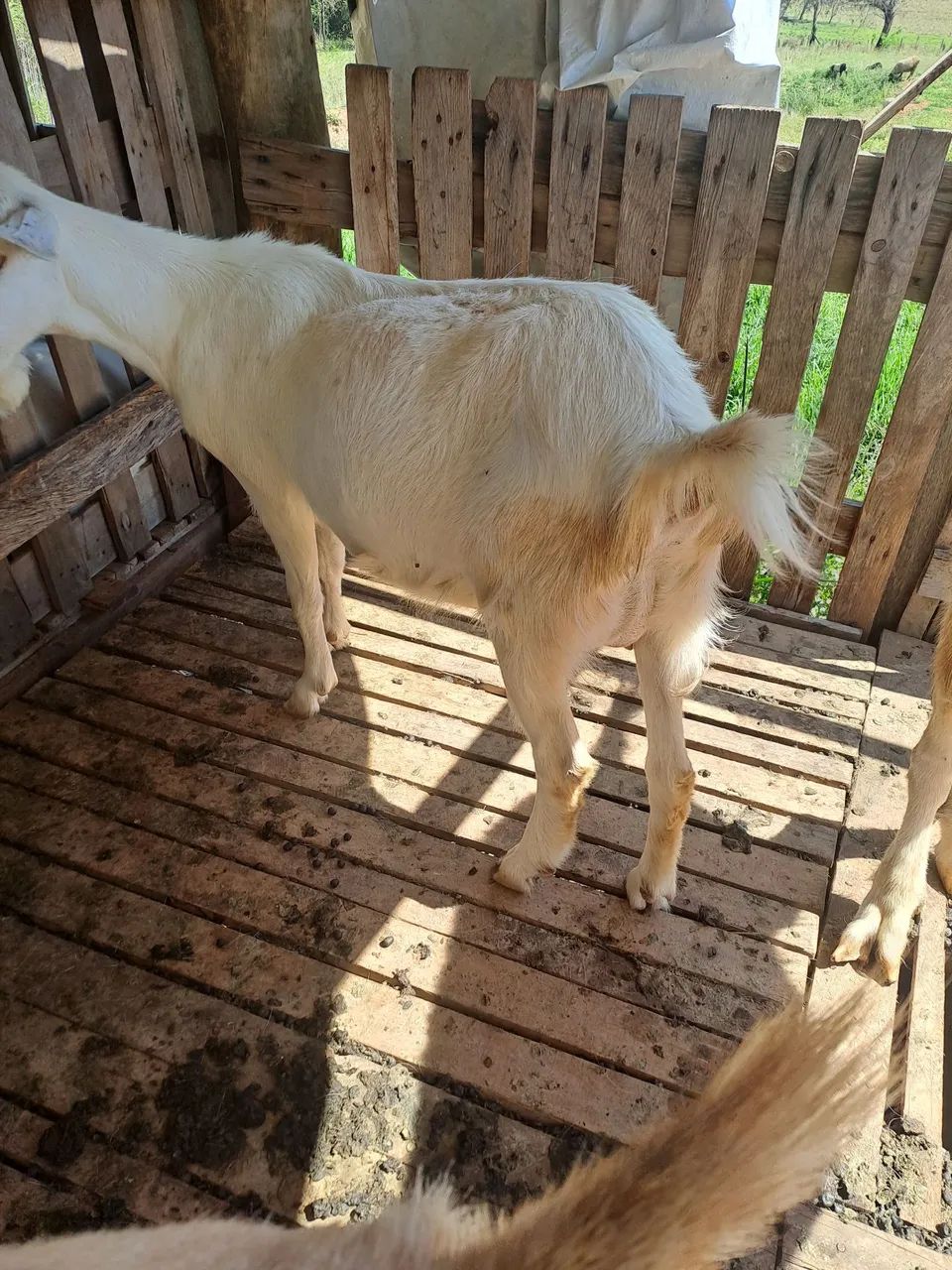 Cabras