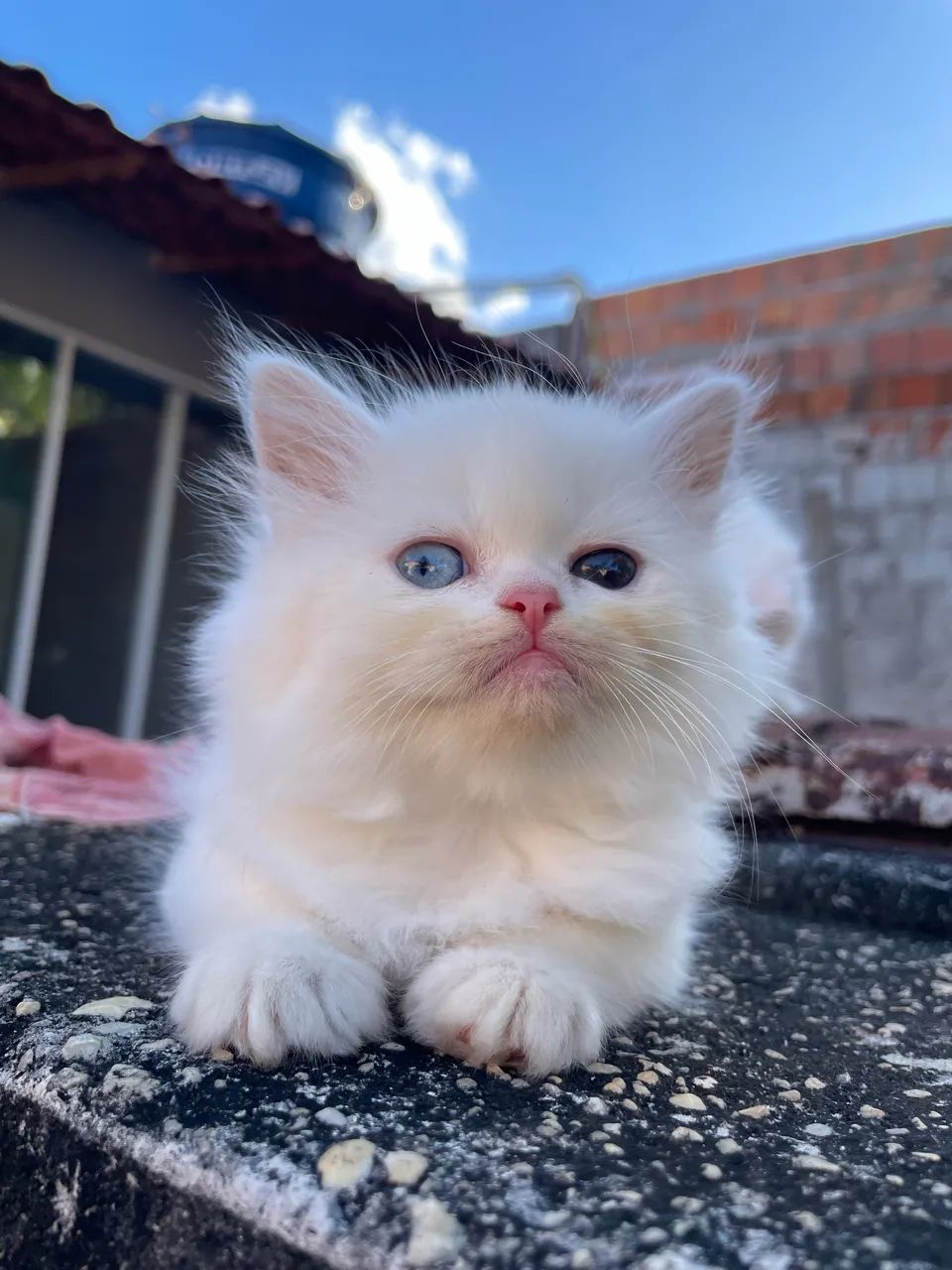 Gato Persa  - Foto 4