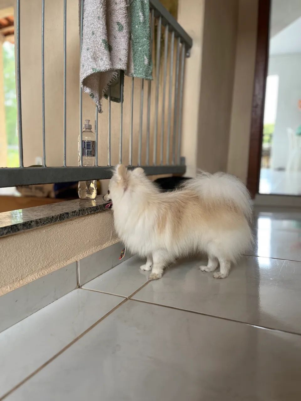 Spitz anão branco - Foto 5