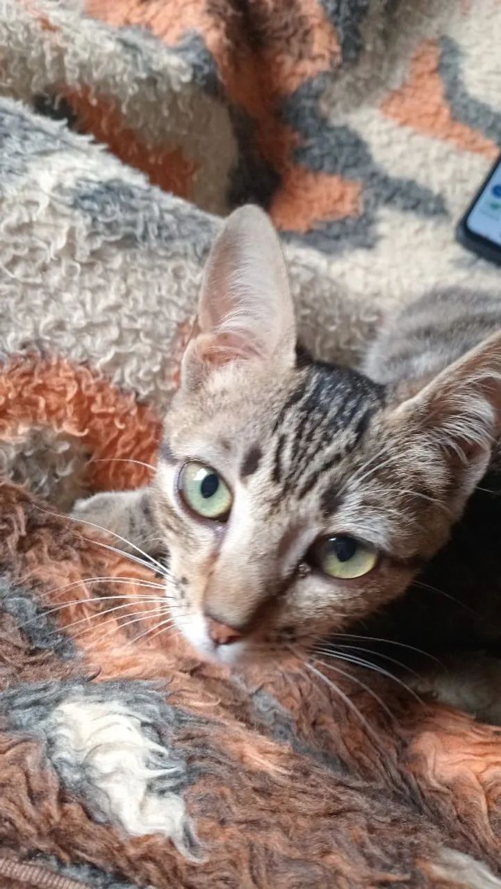 Gata pra doação  - Foto 4