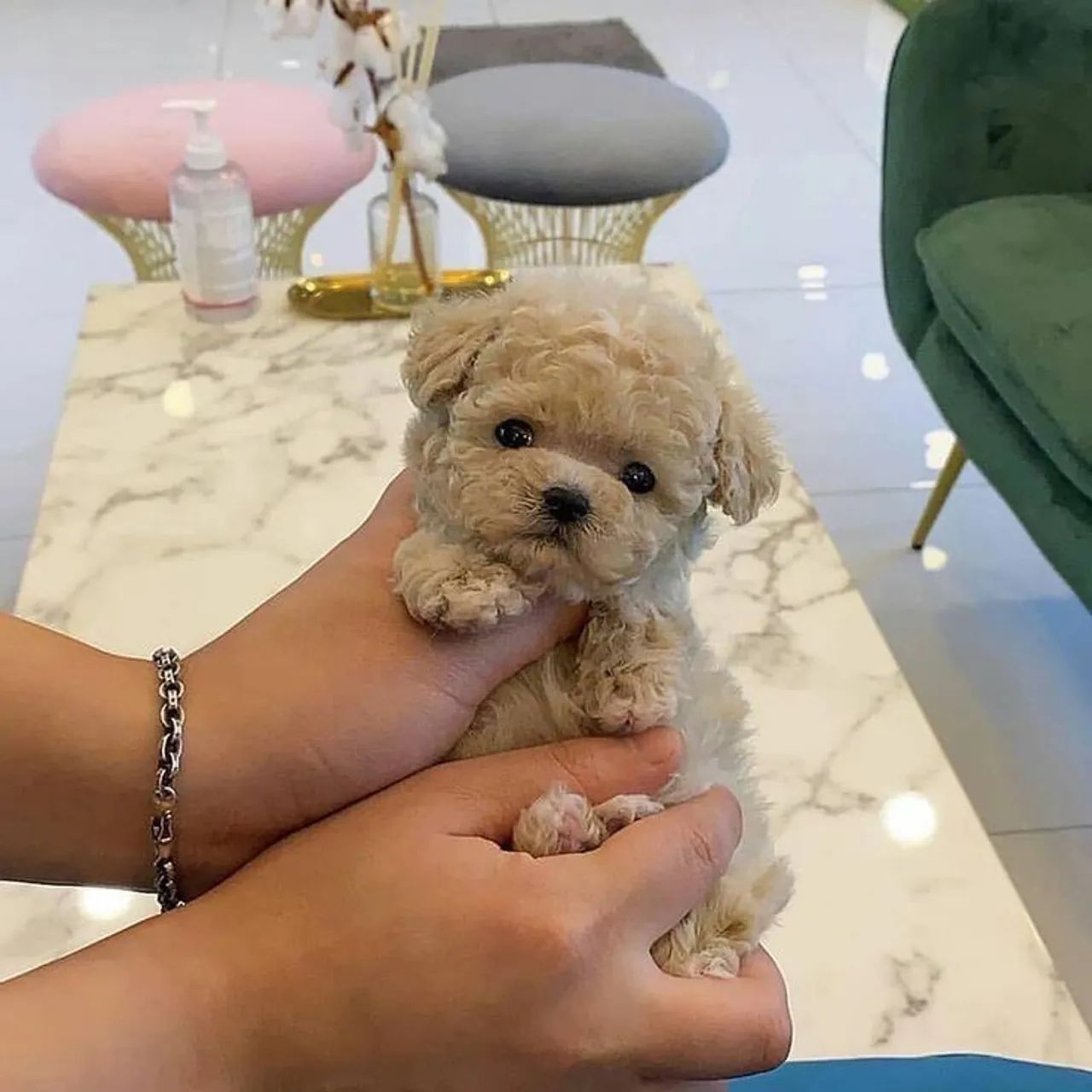 Fofinhos poodle toy - Foto 3