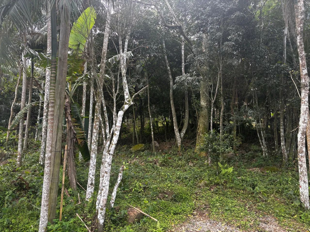 Terreno no Canto da Lagoa - Foto 3