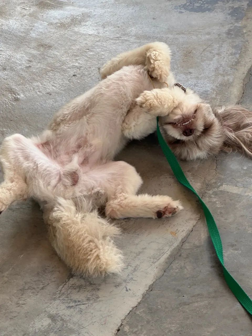 Shitzu a procura de uma namorada  - Foto 5