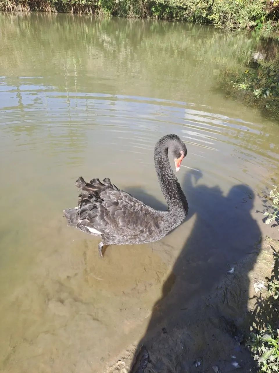 Cisne-Negro - Foto 2