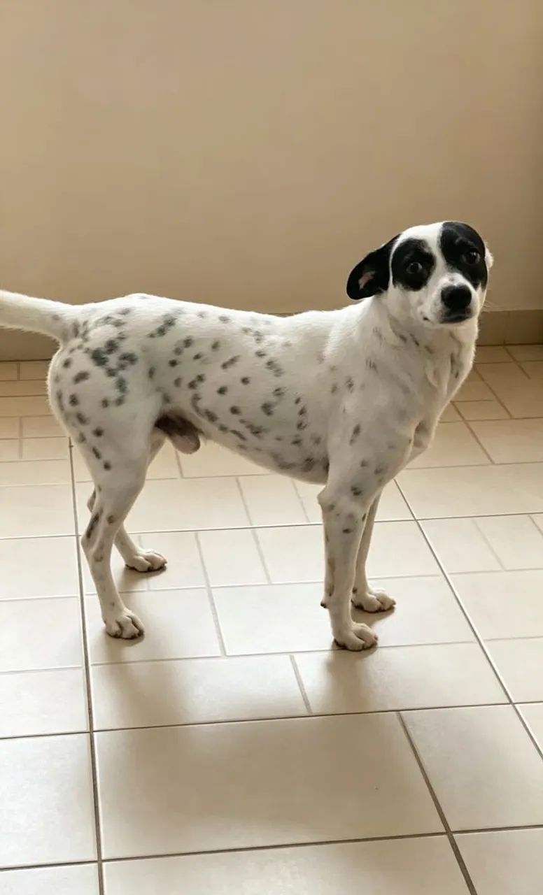 Doa-se Cão de Raça  - Foto 3