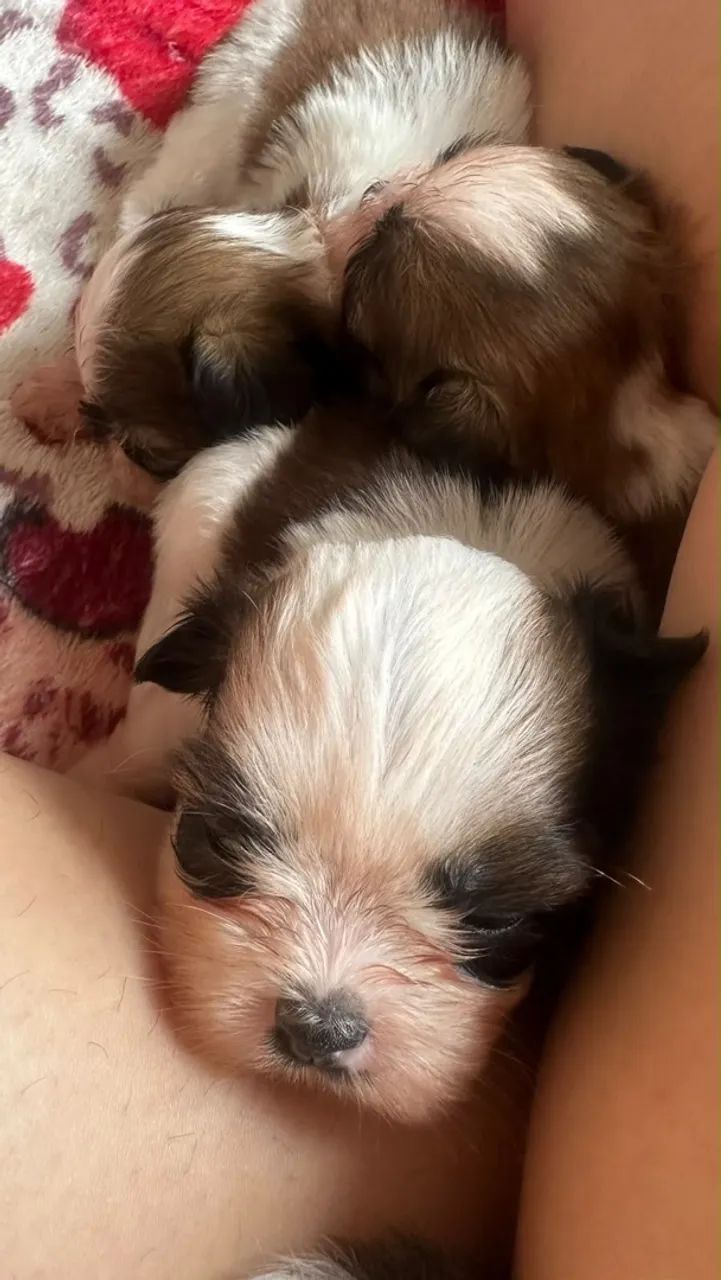Shih tzu  - Foto 2