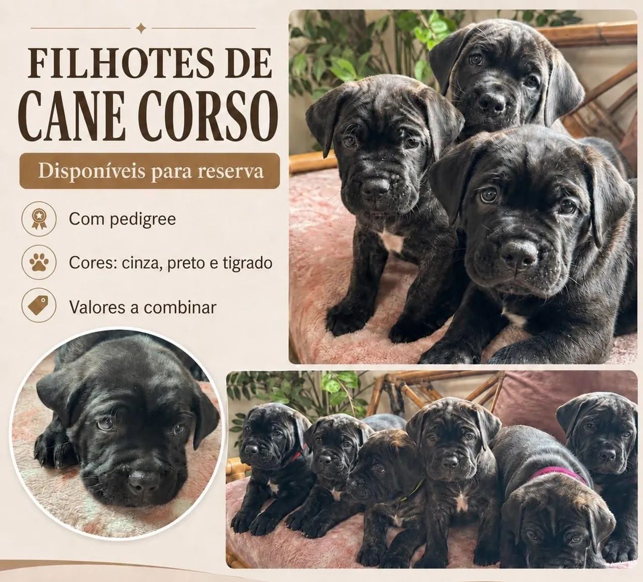 Filhote de Cane Corso com Pedigree 