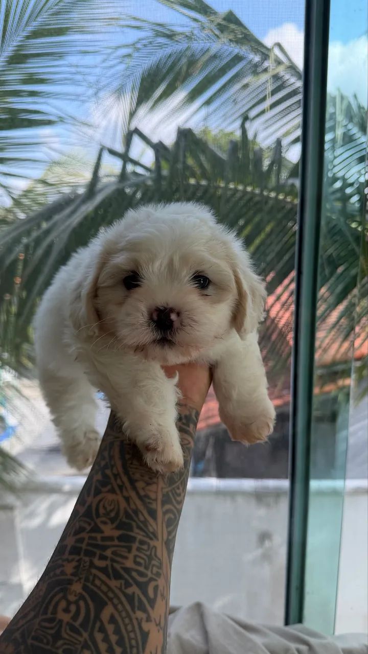 Cachorro shiatsu ou maltês - Foto 2