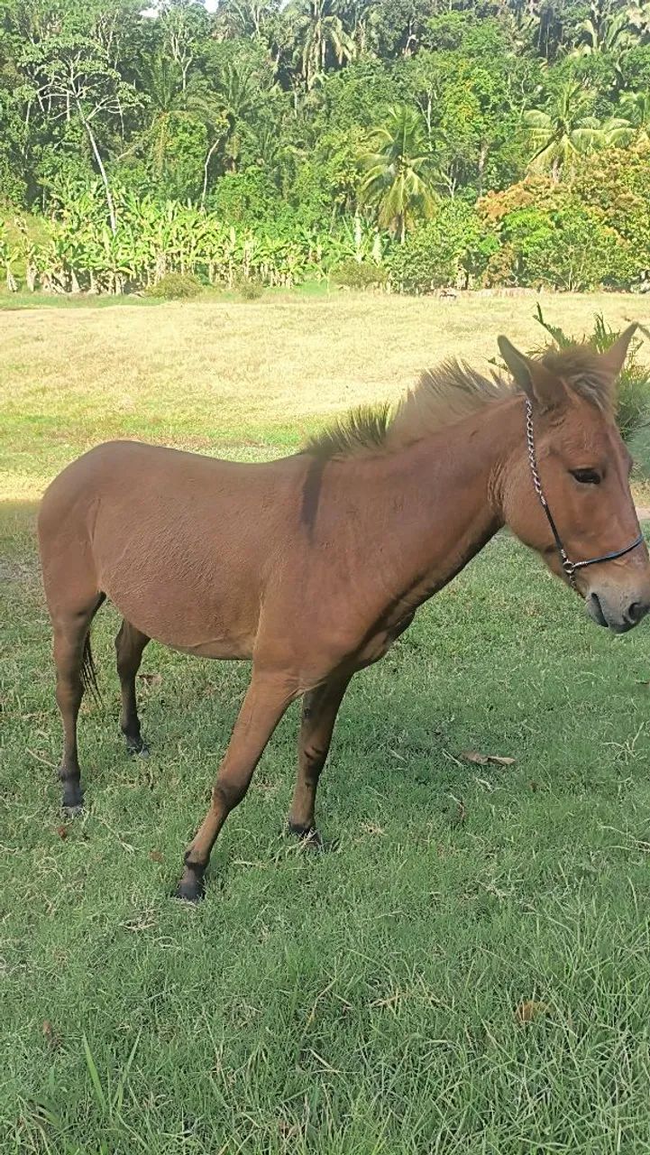 Burro 