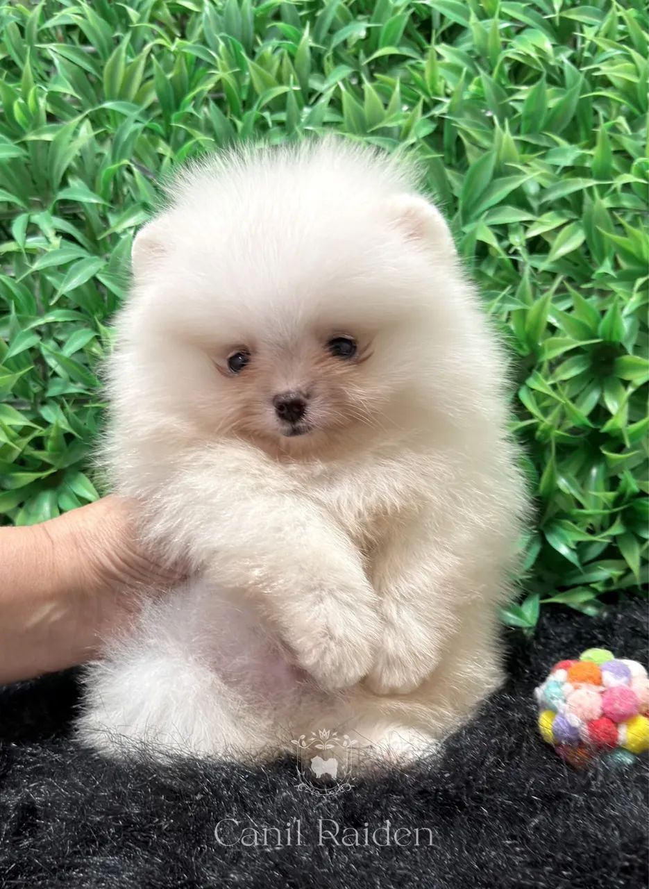 Spitz alemão macho - Foto 4