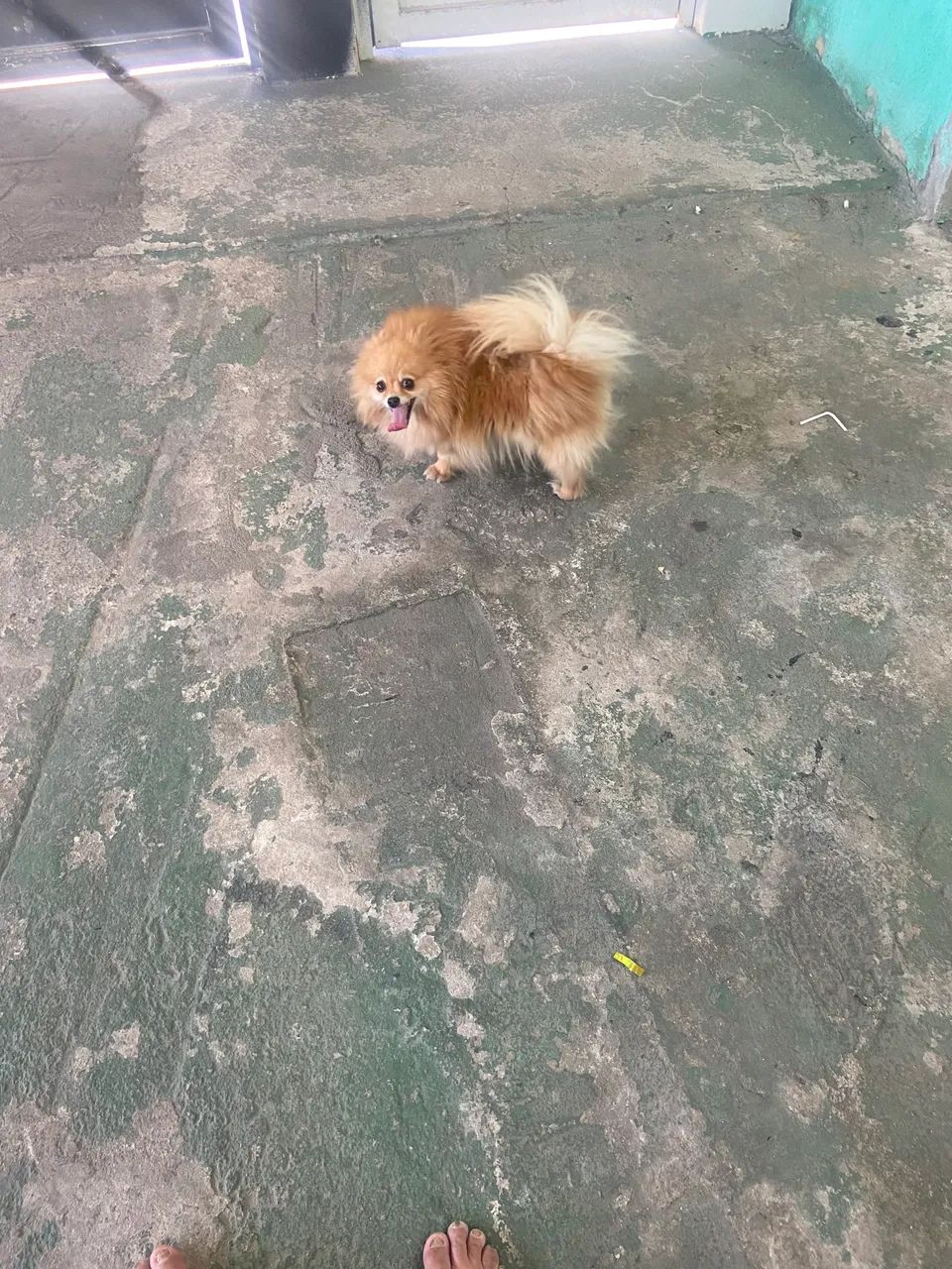 Linda Spitz alemão  - Foto 2