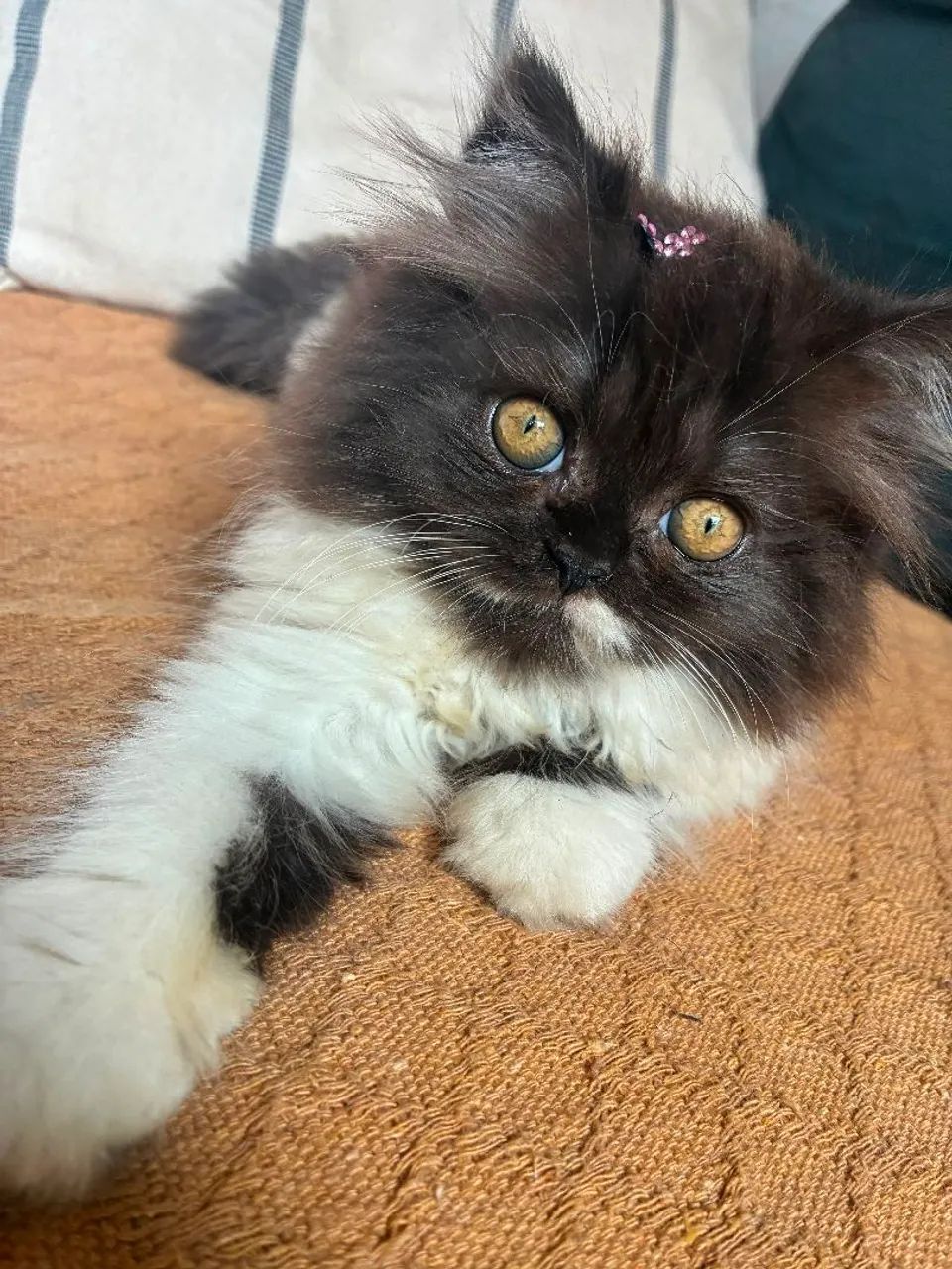 Gato Persa  - Foto 2