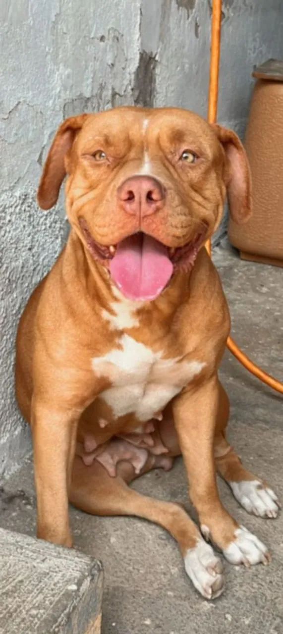 FILHOTES PITBULL