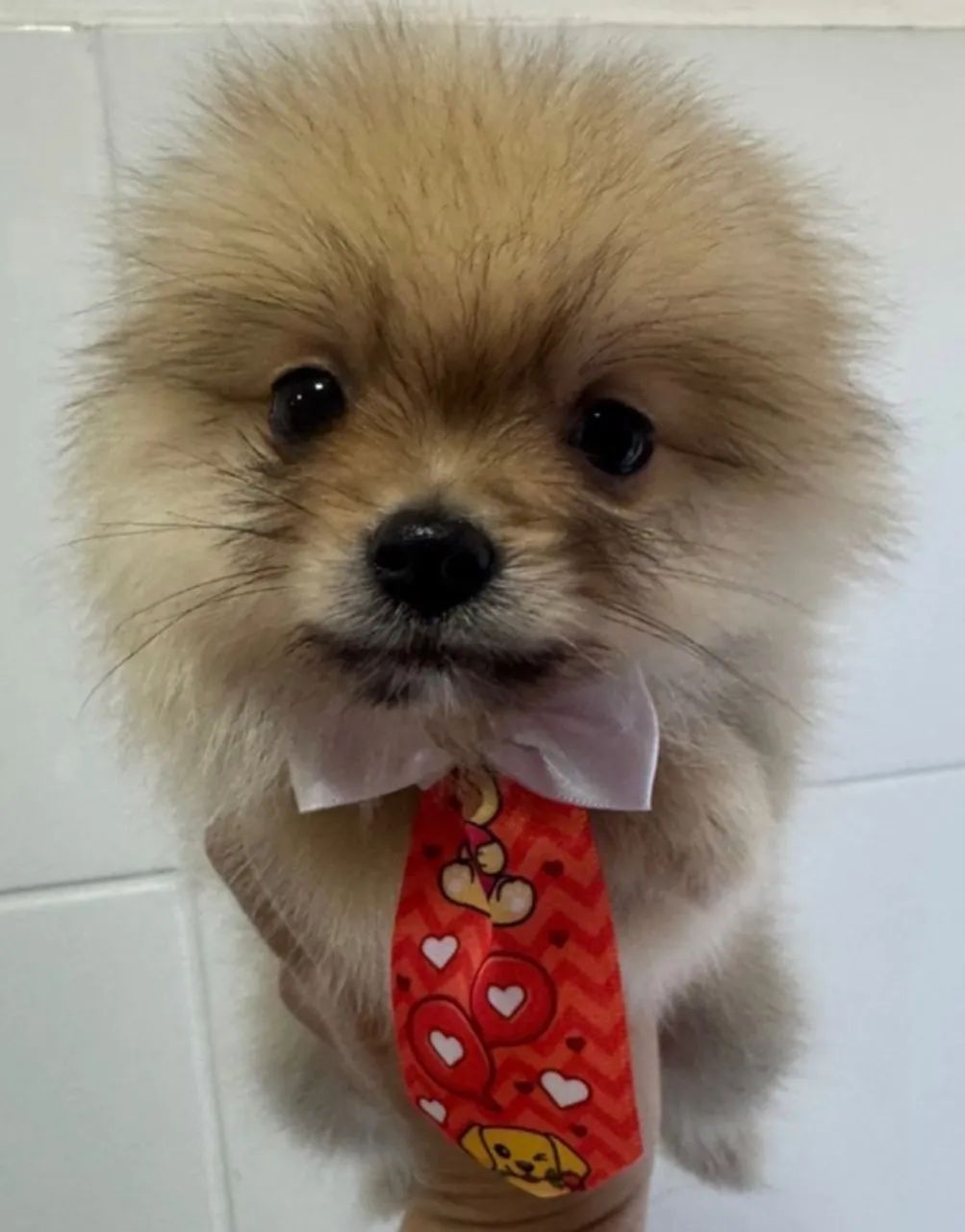 Cachorro 