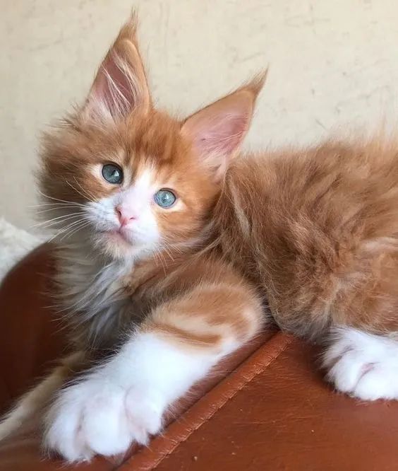 Gato gigante Maine Coon 