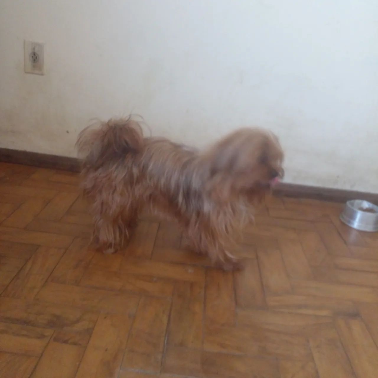 Vendo uma fêmea de York Shire 1 ano e meio  - Foto 3