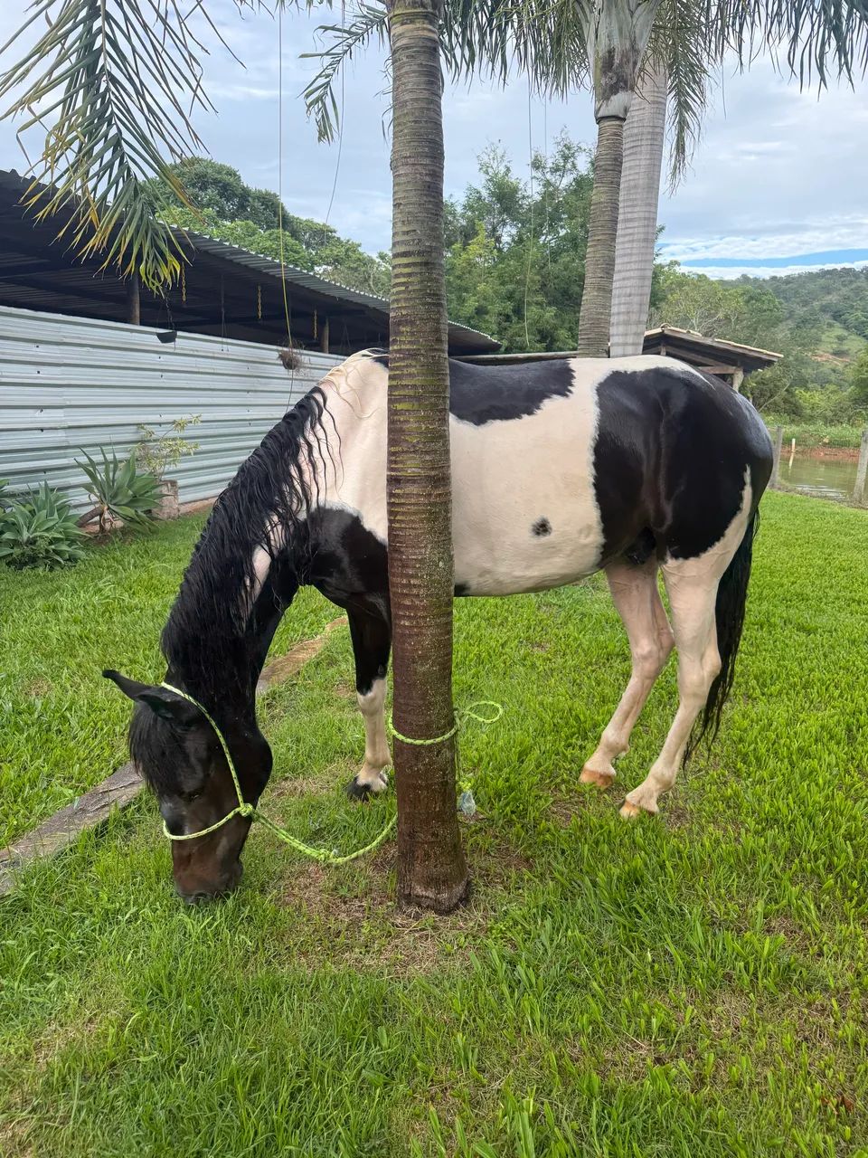 Cavalo pampa de preto  - Foto 4