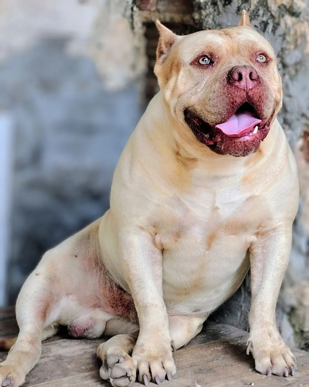 Disponível para cruza - Foto 3